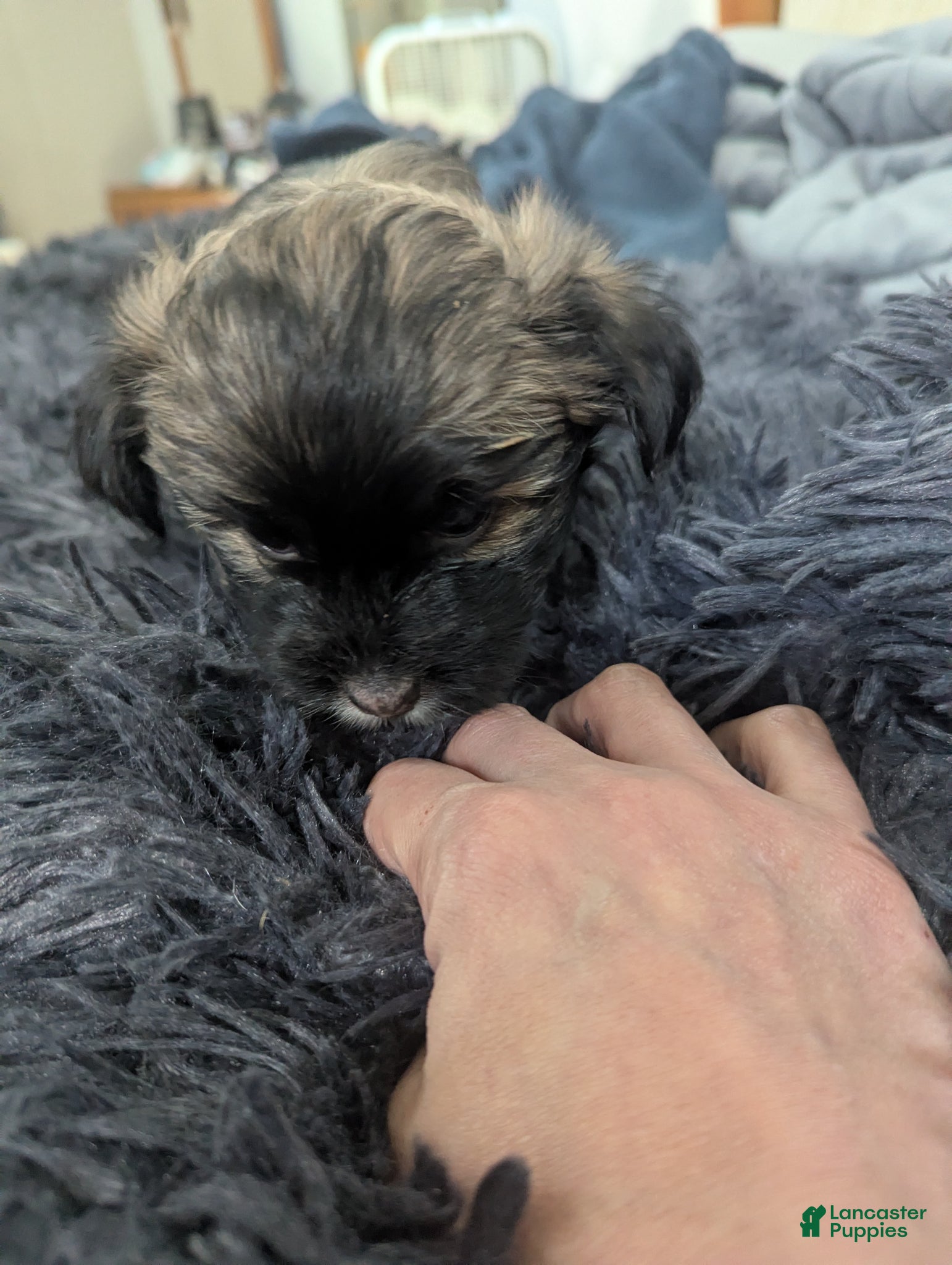 Teddy Bear dogs Shelly - Ad 26