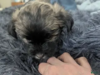 Teddy Bear dogs Shelly - Ad 26