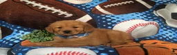 Golden Retriever dogs for sale: Robb - Ad 4