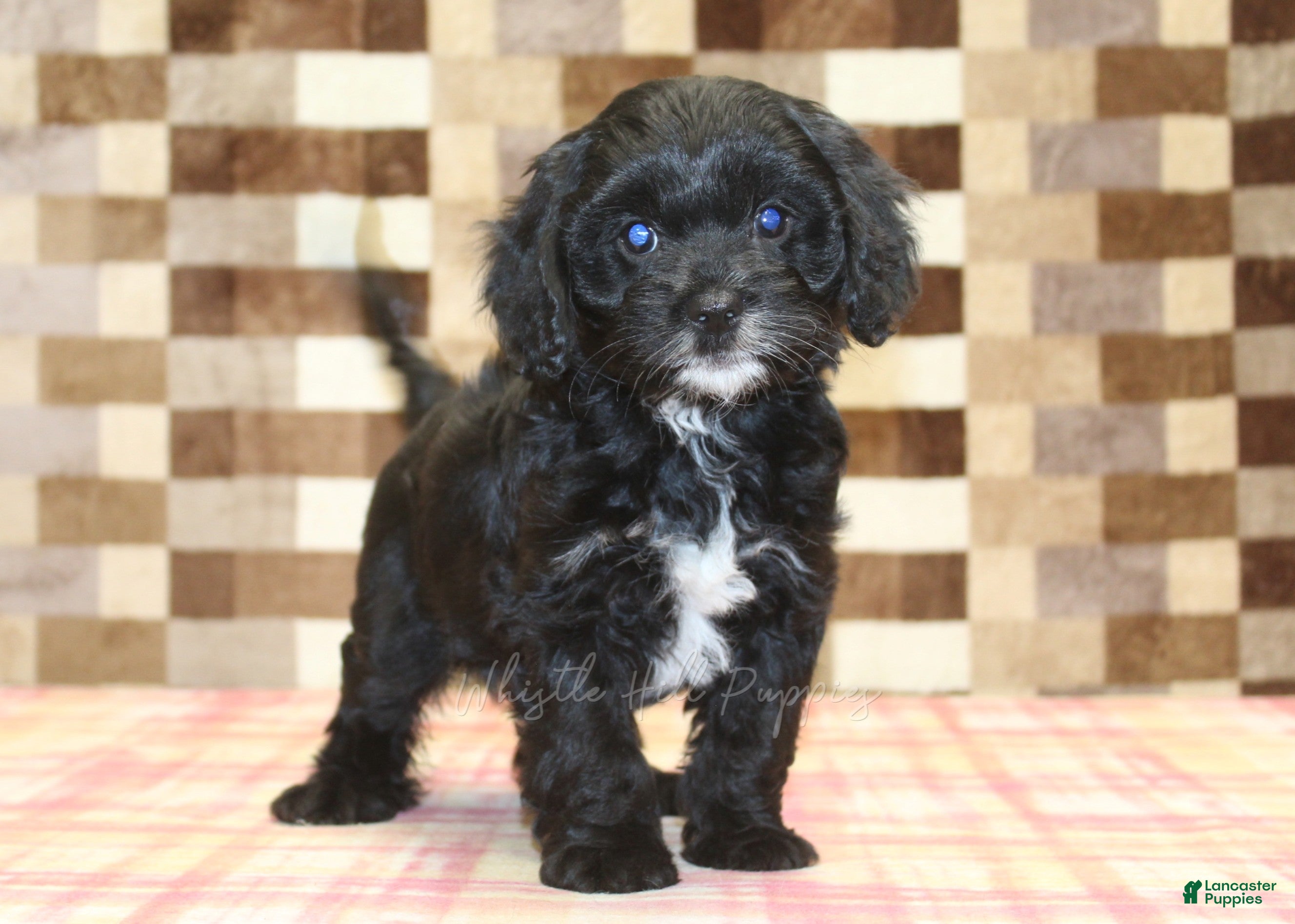 Cavapoo dogs Violet - Ad 2