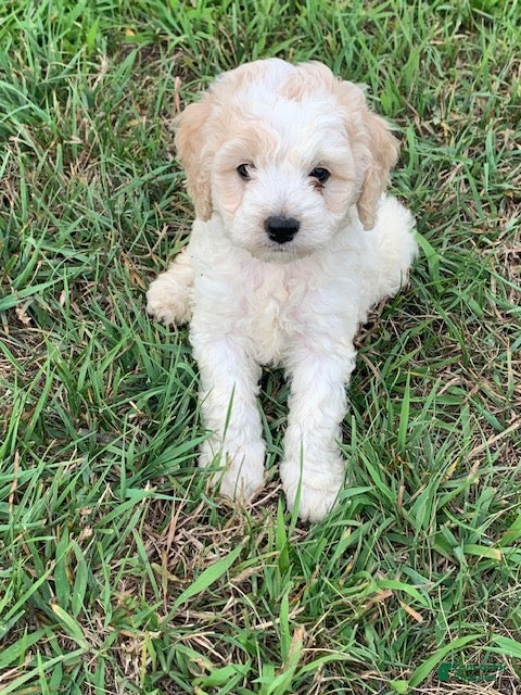 Cockapoo dogs for sale: Fred - Ad 1