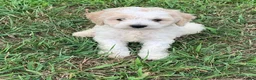 Cockapoo dogs for sale: Fred - Ad 1