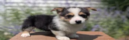 Welsh Corgi Pembroke dogs for sale: Liam  - Ad 7