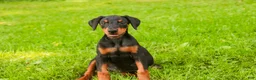 Doberman Pinscher dogs for sale: Elowen - Ad 8