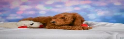 Miniature Poodle dogs for sale: Jack - Ad 2
