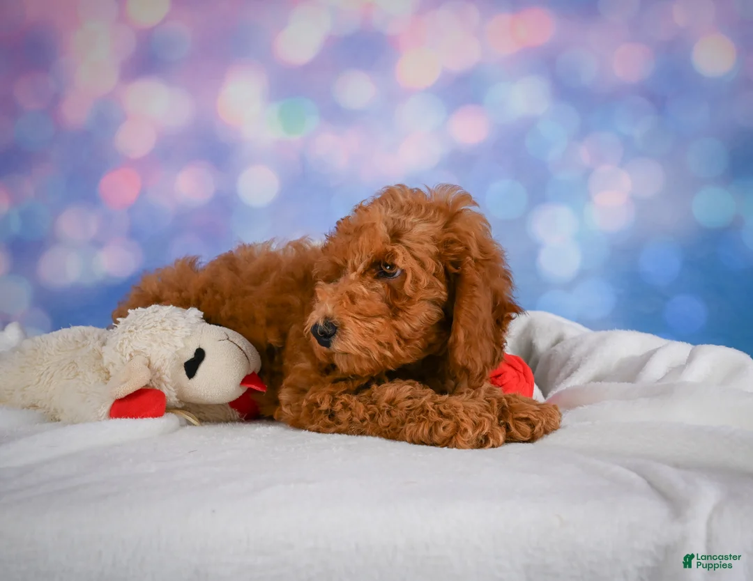 Miniature Poodle dogs for sale: Jack - Ad 2