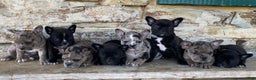 Frenchton dogs for sale: Gypsy - Ad 8