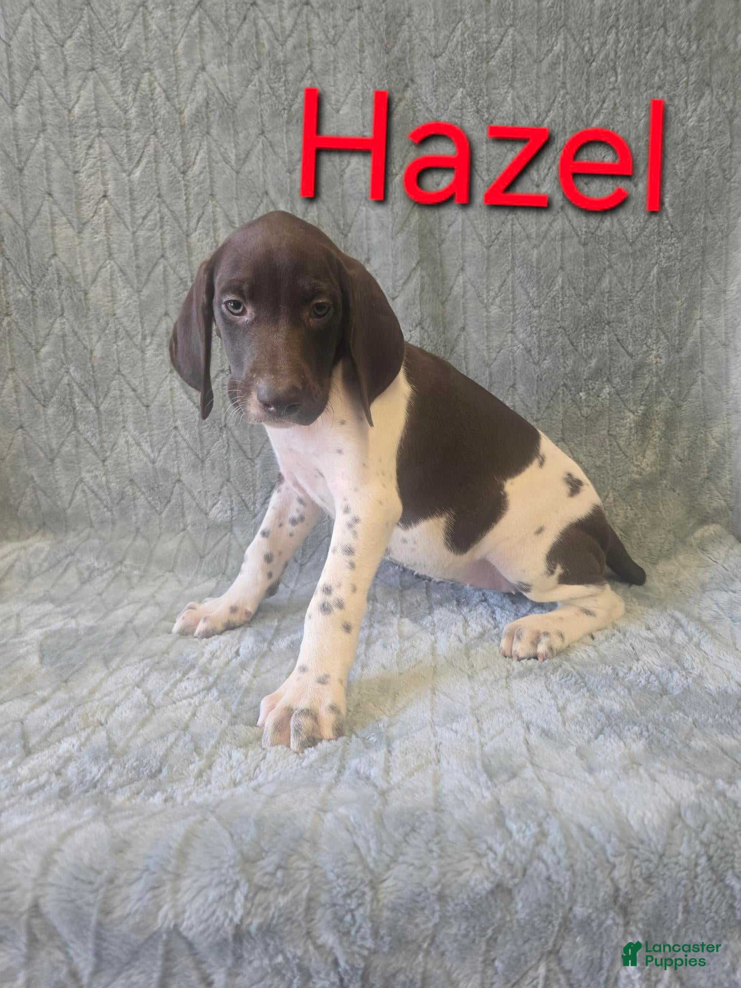 German Shorthaired Pointer dogs German Shorthaired Pointer Puppy 5 - Ad 22