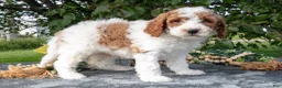 Miniature Poodle dogs for sale: Trax - Ad 3