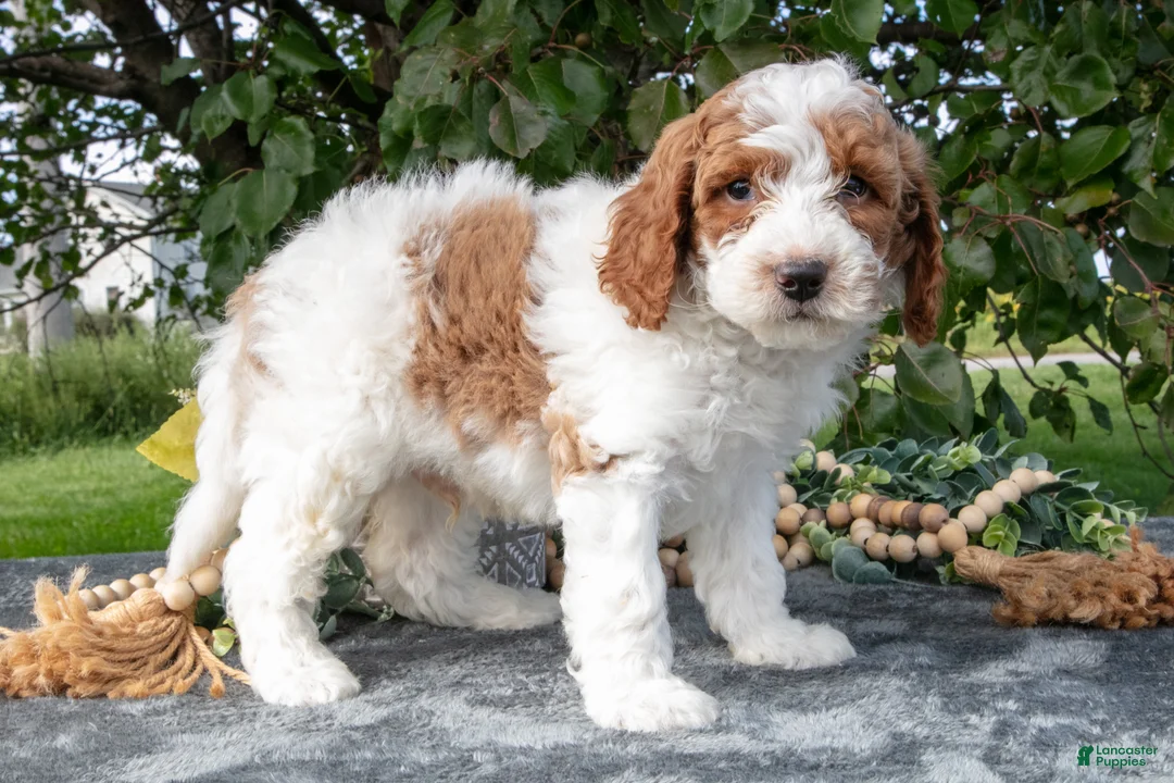 Miniature Poodle dogs for sale: Trax - Ad 3