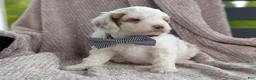 Mini Goldendoodle dogs for sale: Buddy - Ad 2