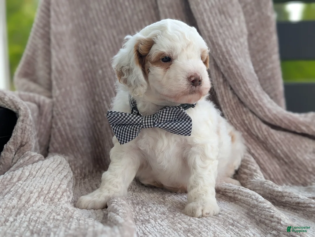 Mini Goldendoodle dogs for sale: Buddy - Ad 2