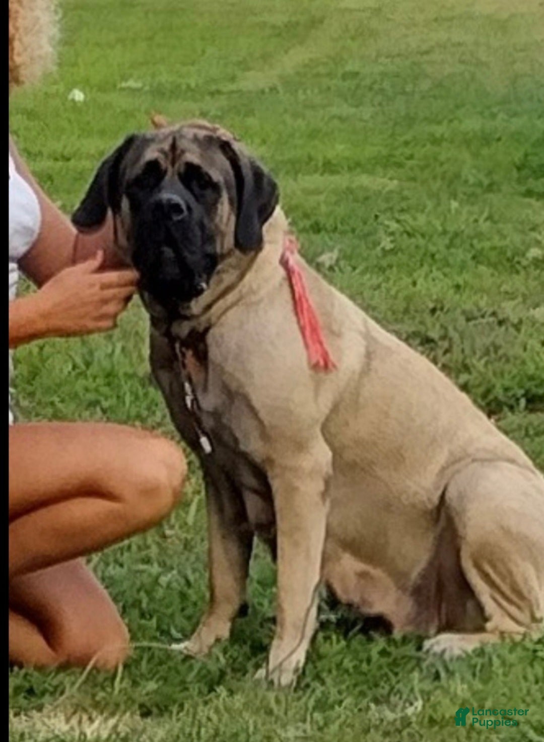English Mastiff Puppy for sale in Mount Orab Lancaster Puppies