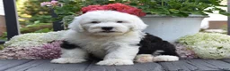 Old English Sheepdog dogs for sale: Kenya - Ad 3