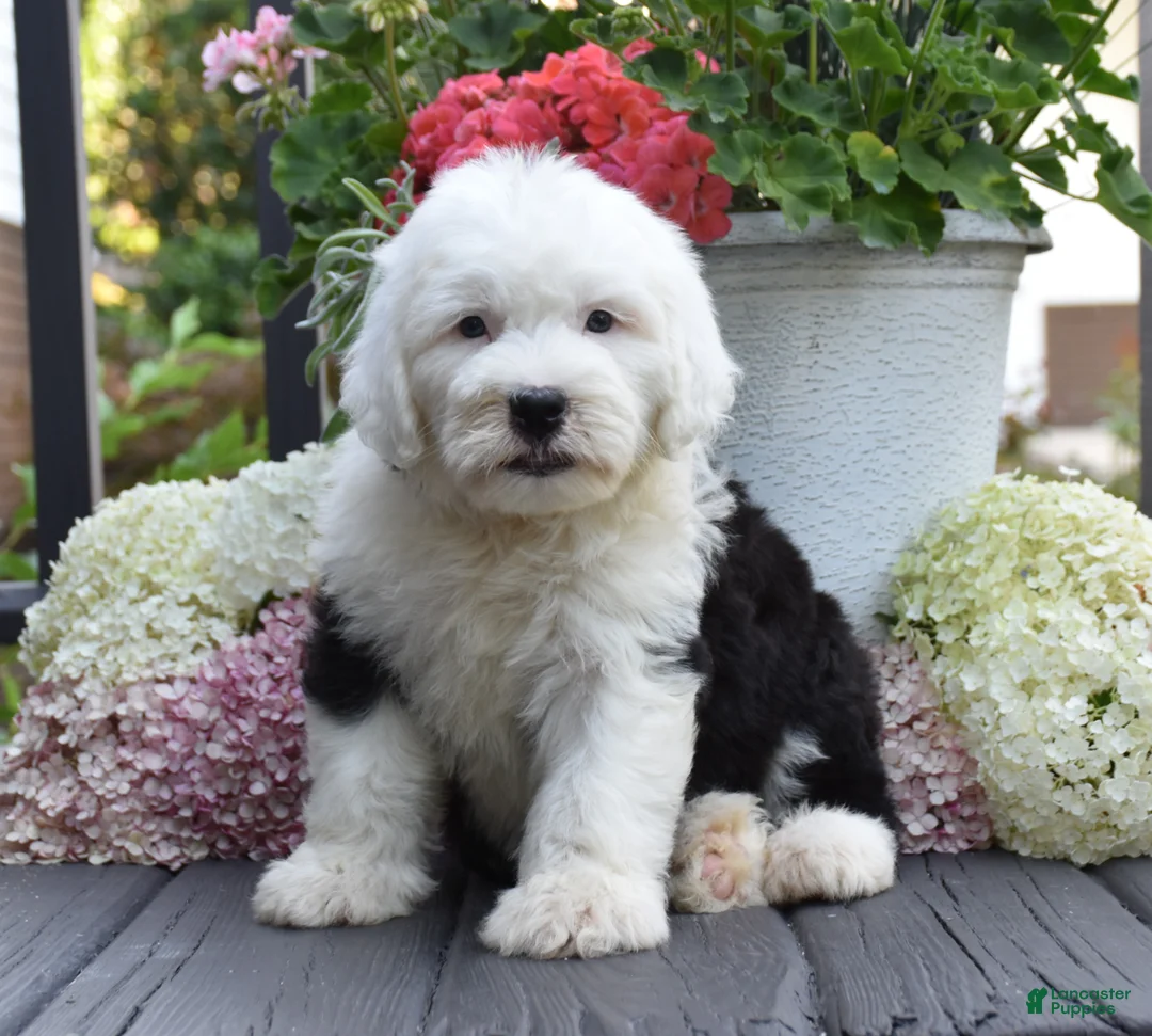 Old English Sheepdog dogs for sale: Kenya - Ad 3