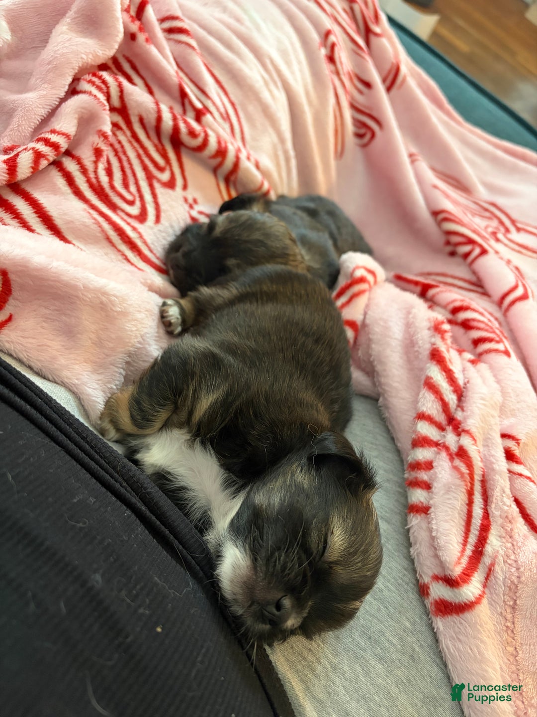 Chihuahua dogs for sale: Emmy - Ad 1