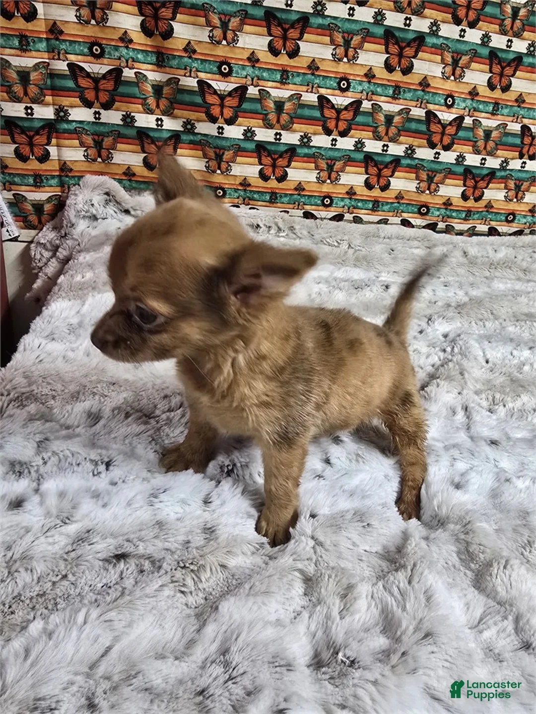 Chihuahua dogs for sale: Chihuahua 1 - Ad 5