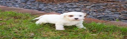 Cavapoo dogs for sale: Shiloh  - Ad 2