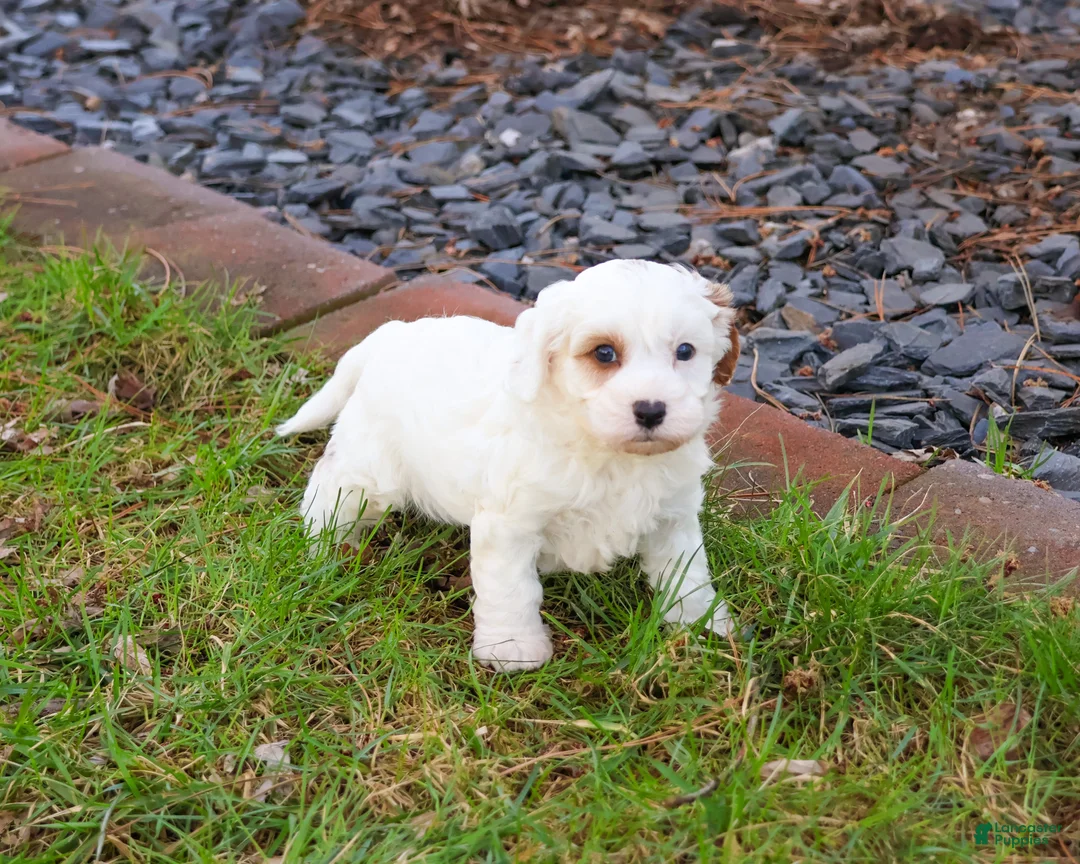 Cavapoo dogs for sale: Shiloh  - Ad 2