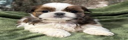 Shih Tzu dogs for sale: Delilah - Ad 3
