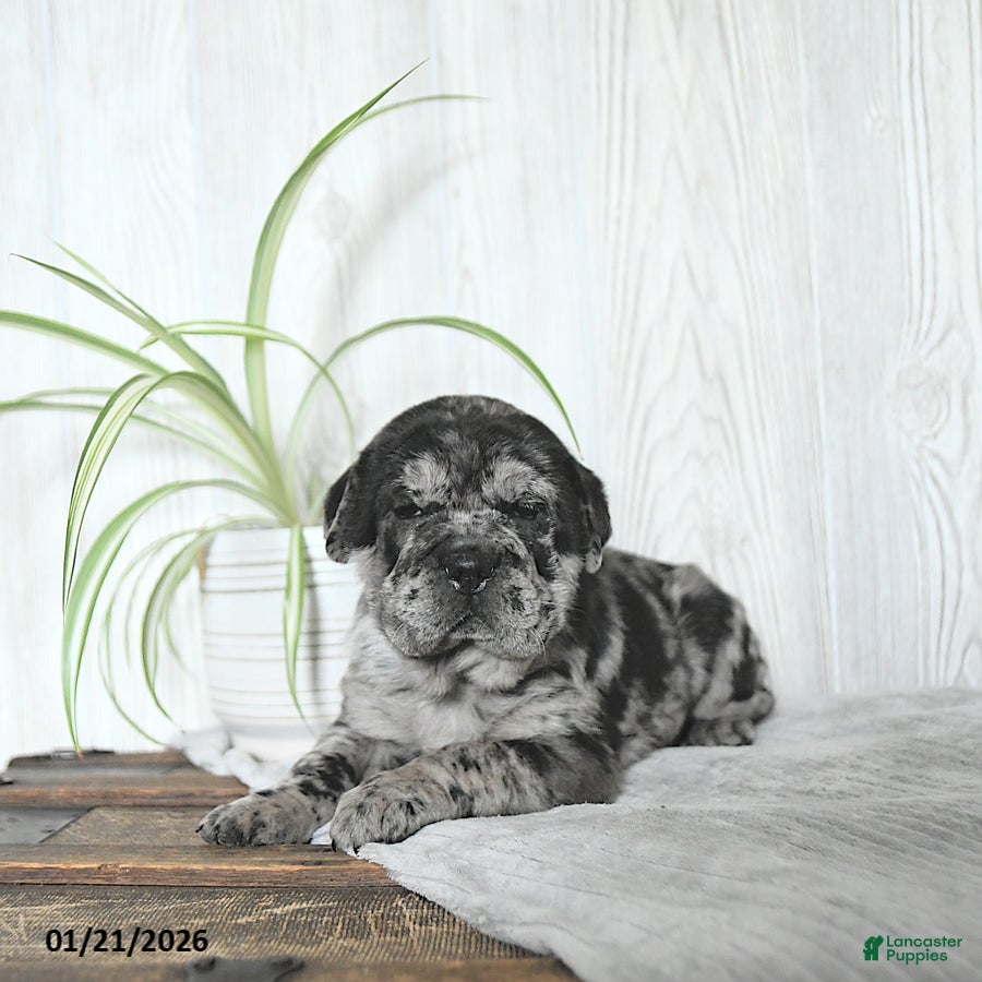 Mini Hippo dogs Gemma - Ad 3