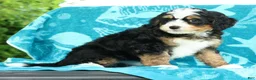 Mini Bernedoodle dogs for sale: Sophia - Ad 3