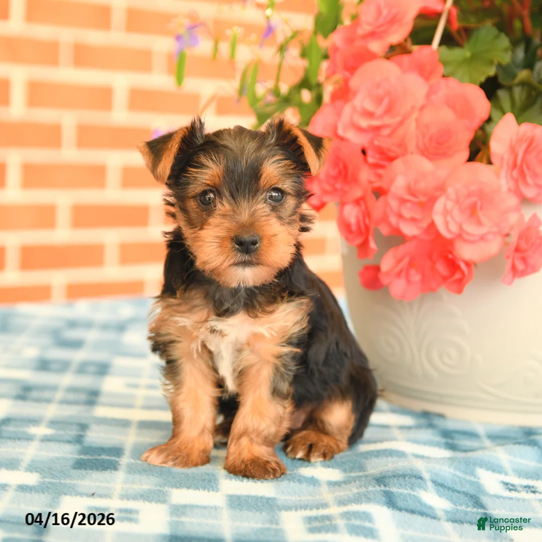 Yorkshire Terrier dogs for sale: Lulu - Ad 2