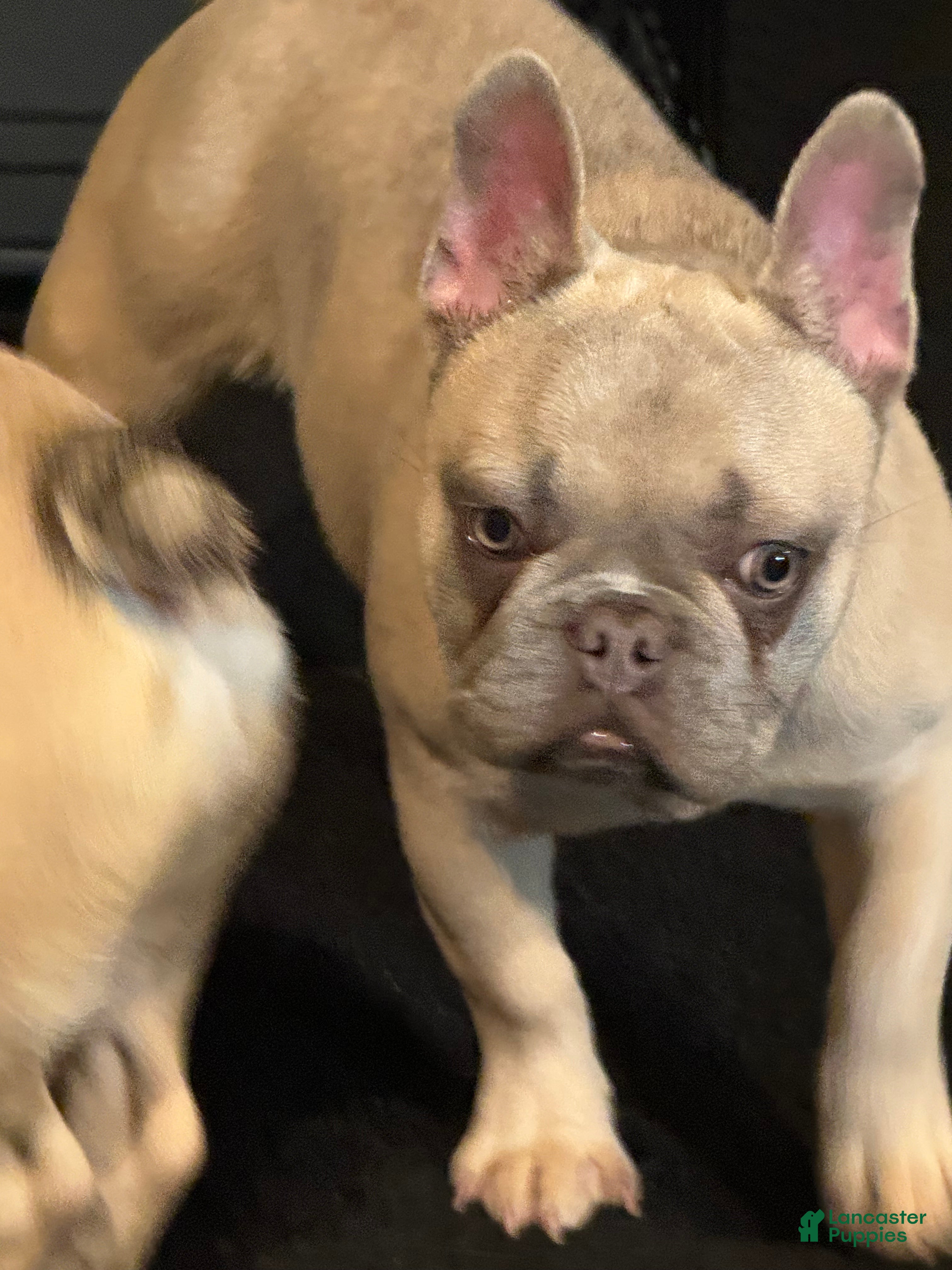 French Bulldog dogs French Bulldog Puppy 3 - Ad 16