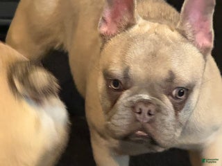 French Bulldog dogs French Bulldog Puppy 3 - Ad 16