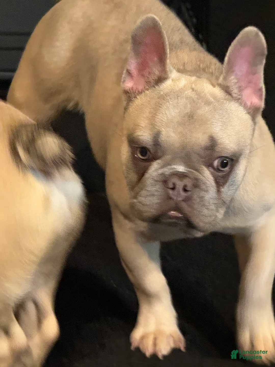 French Bulldog dogs for sale: French Bulldog Puppy 3 - Ad 1