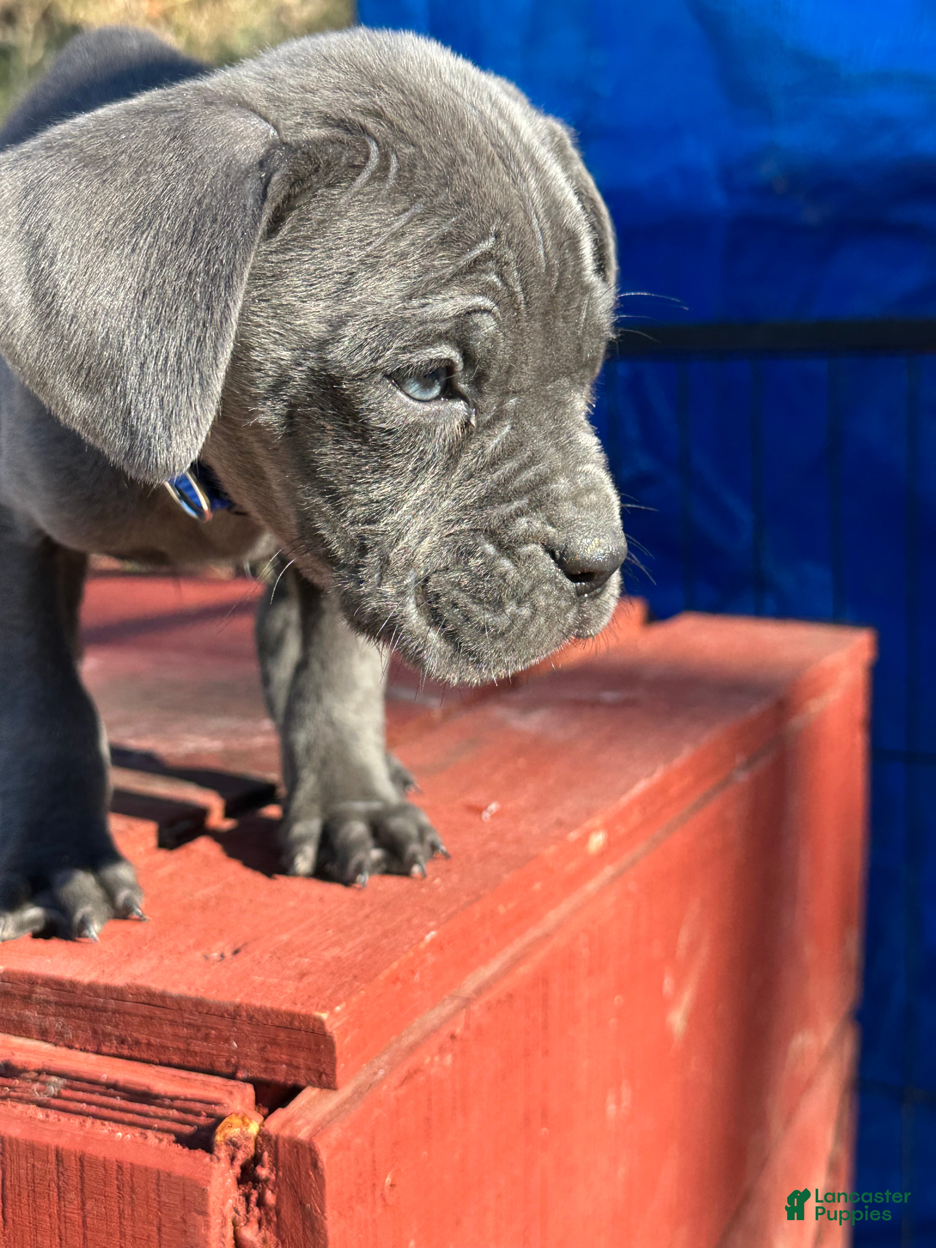 Cane Corso dogs Astro - Ad 9