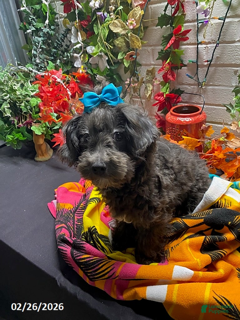 Havapoo dogs Sam - Ad 1