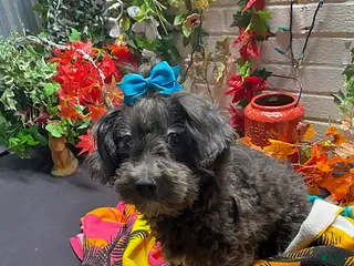 Havapoo dogs for sale: Sam - Ad 2