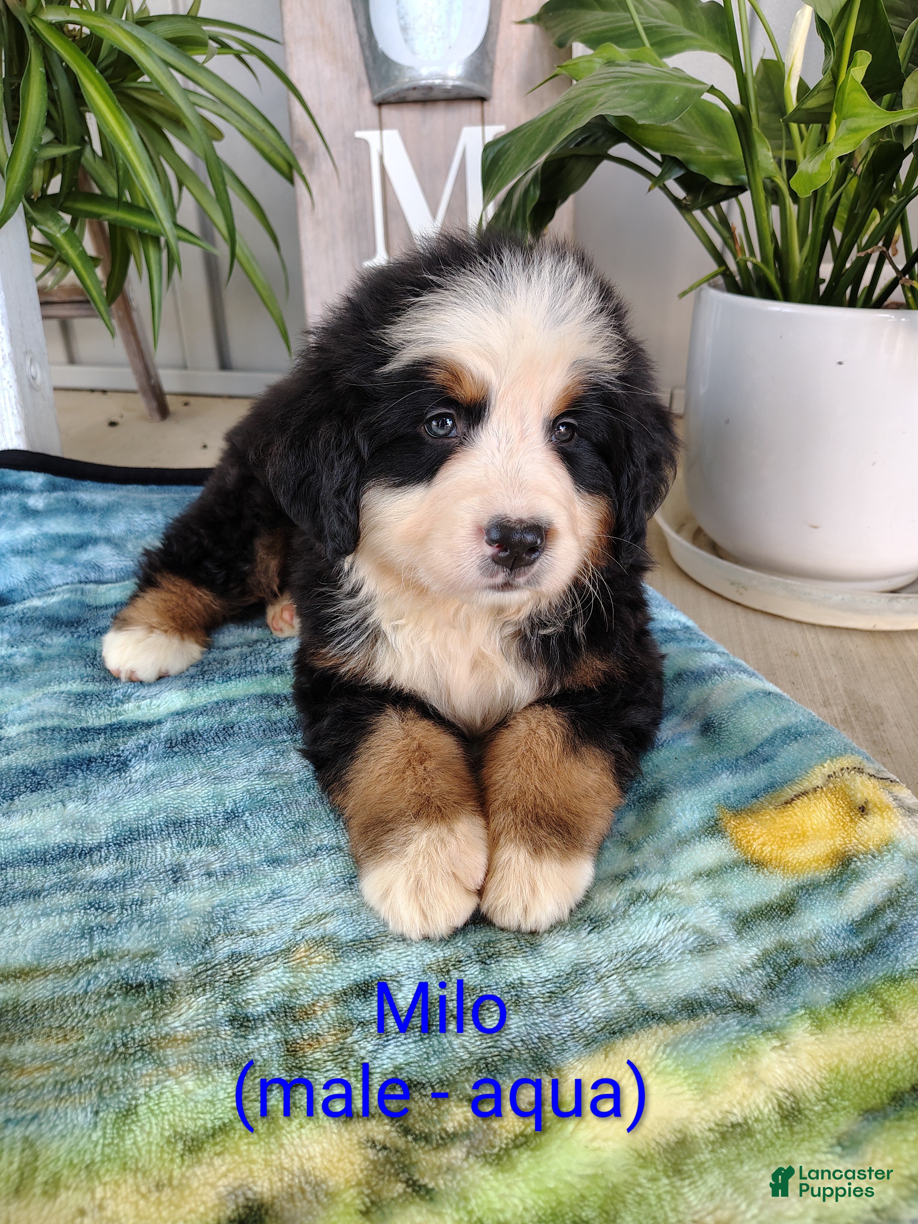 Bernese Mountain Dog dogs Milo - Ad 1