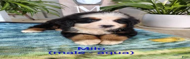 Milo