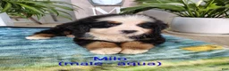 Bernese Mountain Dog dogs for sale: Milo - Ad 1
