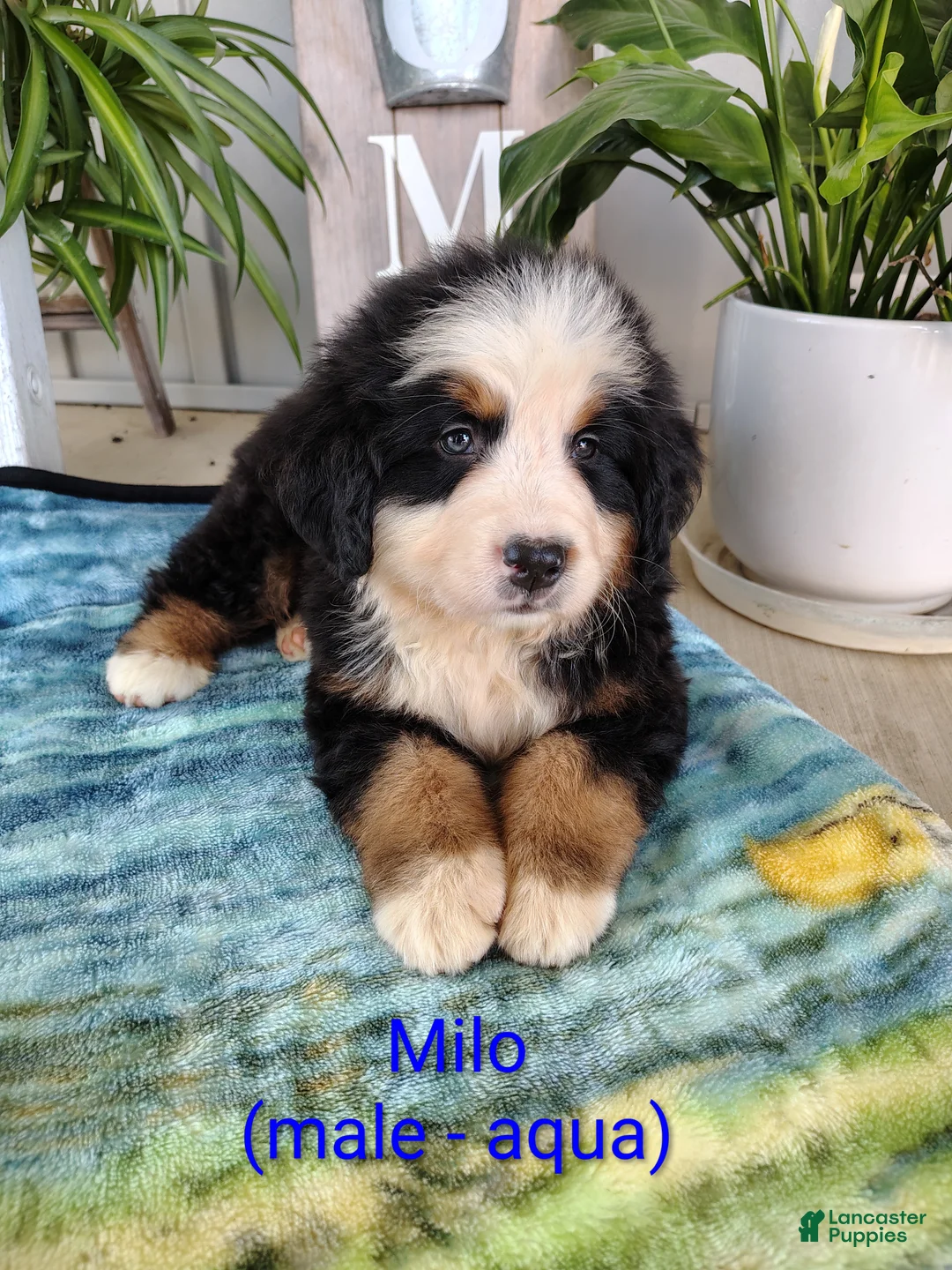 Bernese Mountain Dog dogs for sale: Milo - Ad 1