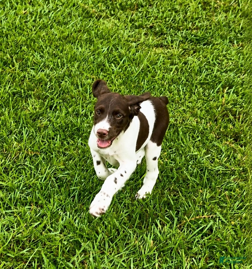 Brittany Spaniel dogs Hank - Ad 1
