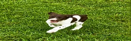 Brittany Spaniel dogs for sale: Hank - Ad 1