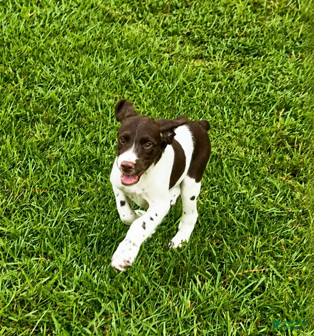Brittany Spaniel dogs for sale: Hank - Ad 1