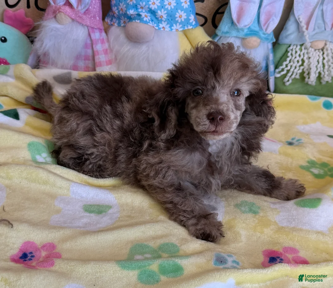 Miniature Poodle dogs for sale: Speckles - Ad 3