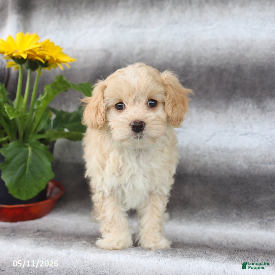 Maltipoo dogs for sale: Sugar - Ad 3