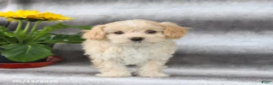 Sugar