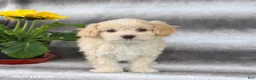 Maltipoo dogs for sale: Sugar - Ad 1