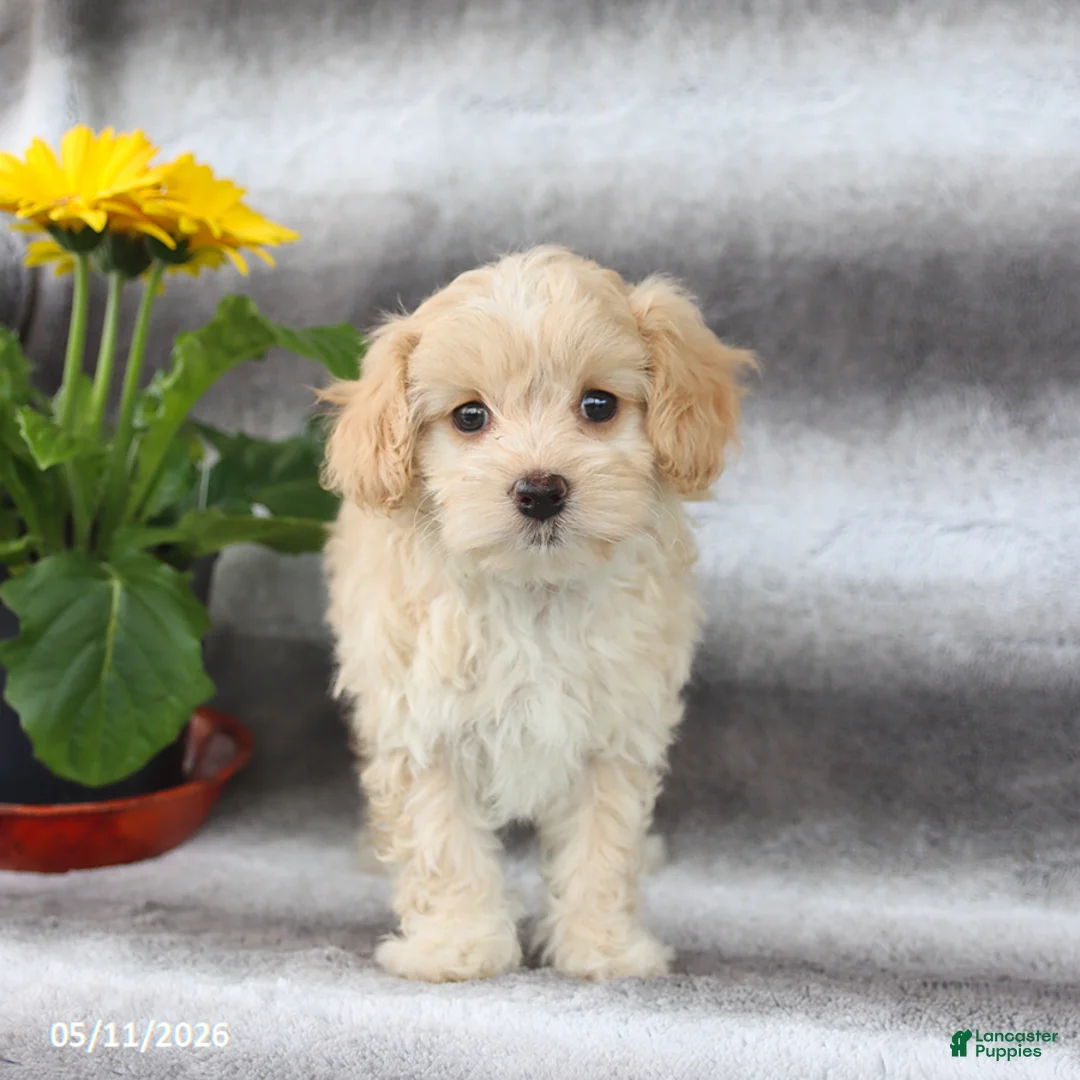 Maltipoo dogs for sale: Sugar - Ad 1