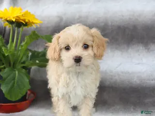 Maltipoo dogs for sale: Sugar - Ad 3
