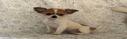 Chihuahua dogs for sale: Sweetpea - Ad 1
