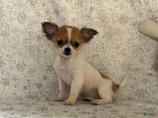 Chihuahua dogs Sweetpea - Ad 36