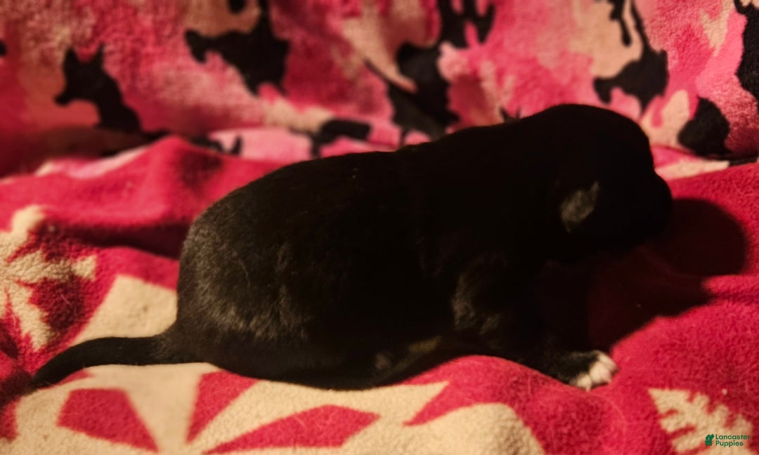 Border Collie dogs for sale: Joker - Ad 11