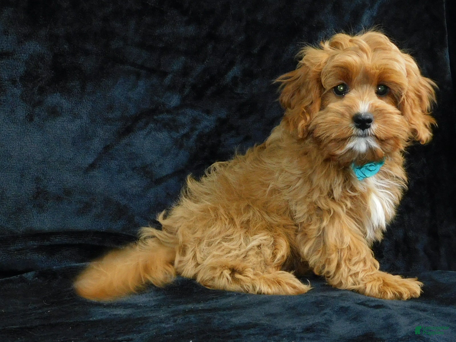 Cavapoo dogs Beau - Ad 16
